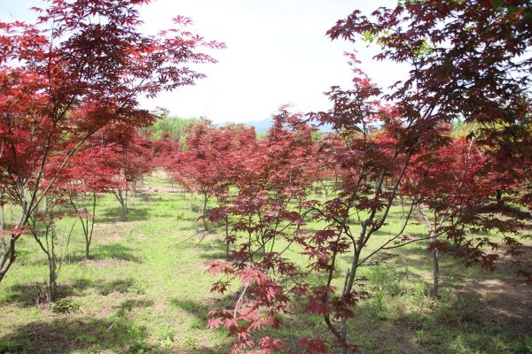 日本紅楓