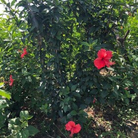 扶桑容器苗 福建扶桑苗种植基地