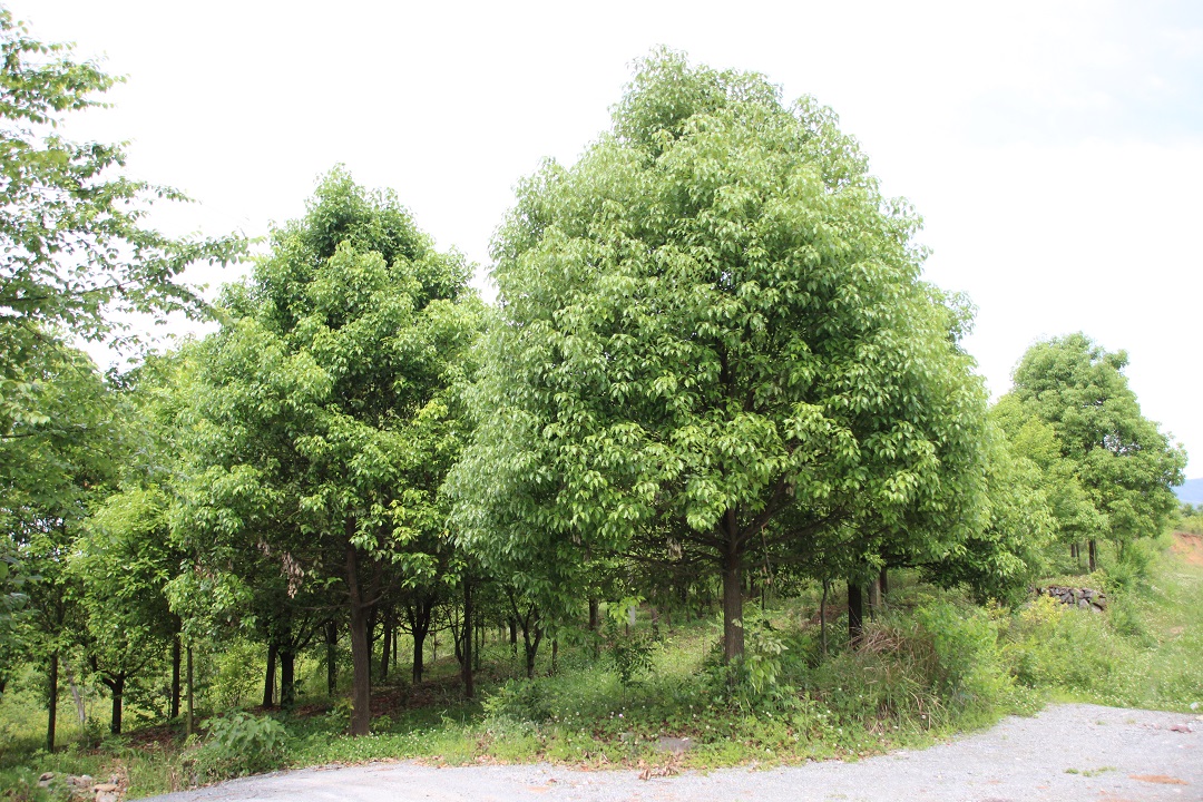 香樟1副本