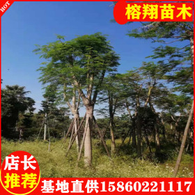 鳳凰木基地價格鳳凰木廠家小區(qū)公園工程苗木各種規(guī)格齊全