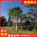 鳳凰木基地價格鳳凰木廠家小區(qū)公園工程苗木各種規(guī)格齊全