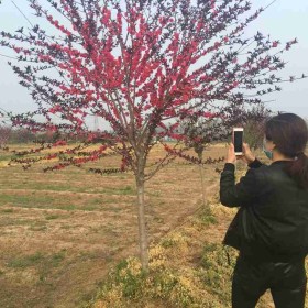 6公分红花碧桃价格 江苏红花碧桃基地批发