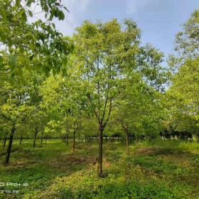 8公分香樟基地直销  湖南香樟种植