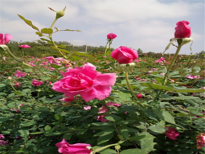 豐花月季苗~