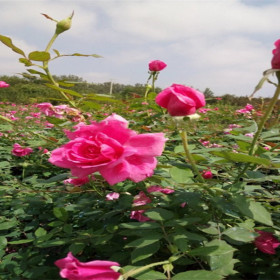 丰花月季 红帽月季 大花月季产地 月季低价批发