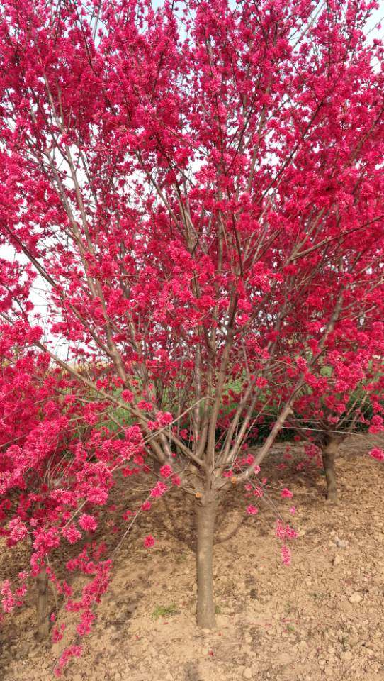 菊花碧桃