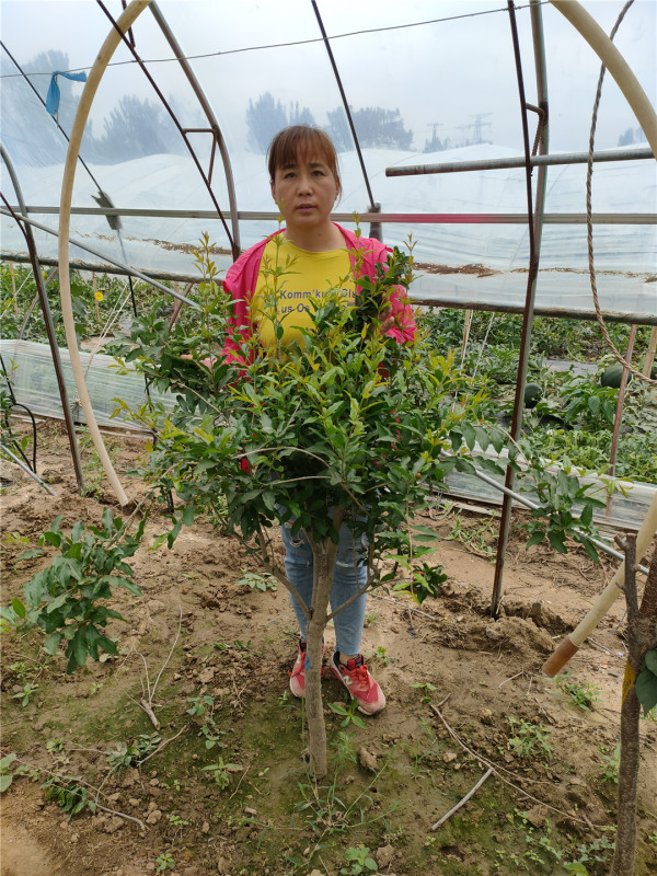 石榴樹苗基地