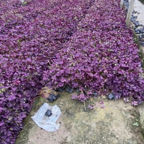 紫叶酢浆草哪里有卖？紫叶酢浆草盆栽小杯苗基地直供