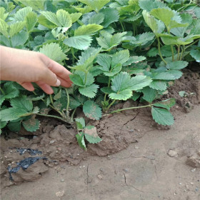 三葉一芯華艷草莓苗新報價 2代華艷草莓苗山東基地