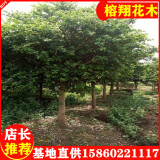 紅皮榕福建紅皮榕價格漳州基地批發(fā)12公分 300起