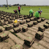 附近哪里有卖草坪的 山东草坪基地在哪