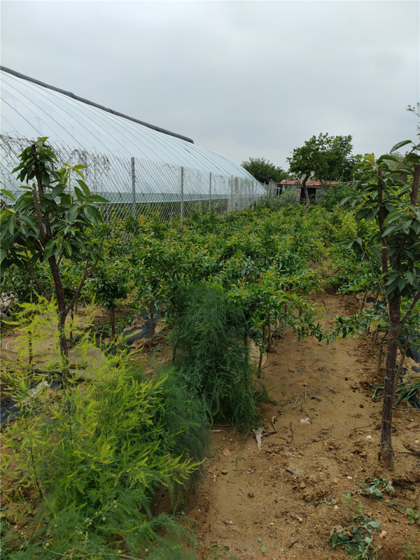 當(dāng)年栽植石榴苗