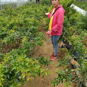 庭院石榴树哪里买 院子想栽石榴树哪里买 盆景石榴树多钱