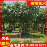 黃槿工程移植苗8-15公分400起