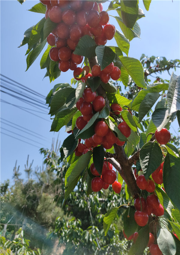 矮化樱桃树苗