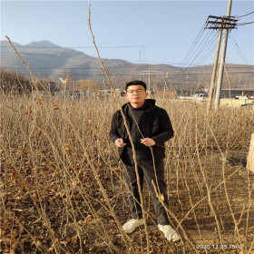 出售泰安山地板栗苗 木质化强耐寒力高 到田骏园艺场选苗