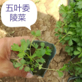 基地供应三叶委陵菜五叶委陵菜观赏性强颜值高品相好庭院观花绿植