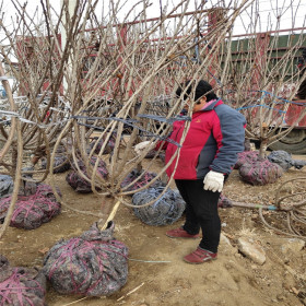 大量矮化樱桃苗销售中 3年车厘子樱桃苗 带分枝保湿发货