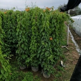 炮仗花哪里有賣  福建炮仗花種植基地