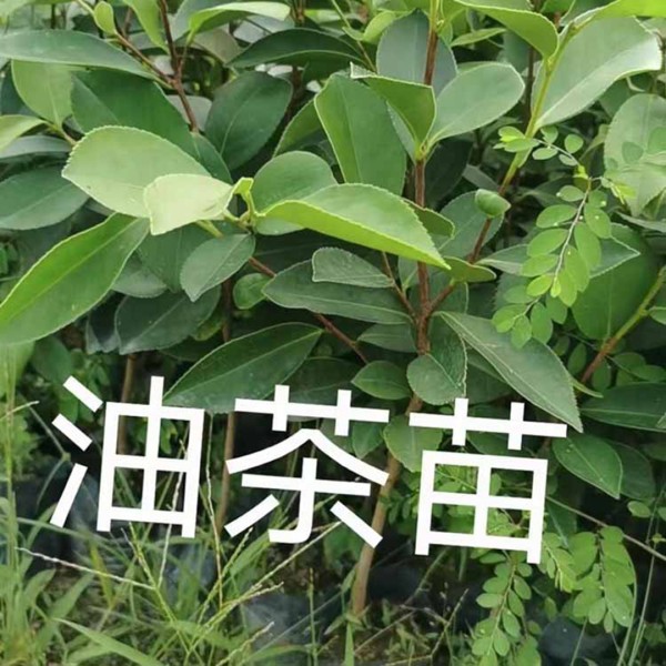 油茶