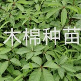 30公分木棉種苗價(jià)格  木棉種苗多少錢一棵