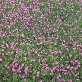 欧石竹草花价格 欧石竹批发采购