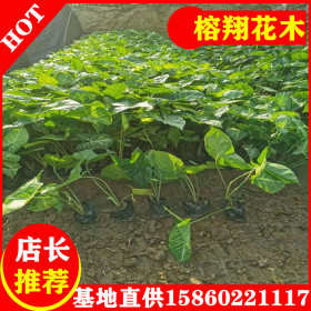 合果芋四季常青園林建筑綠植批發(fā)貨源充足