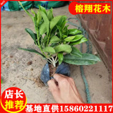 非洲茉莉廠家供應(yīng)室內(nèi)外綠植袋苗1.4元