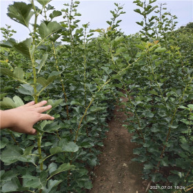 山楂苗种植时间标准 出售2年嫁接山楂苗 无冻梢芽孢饱满