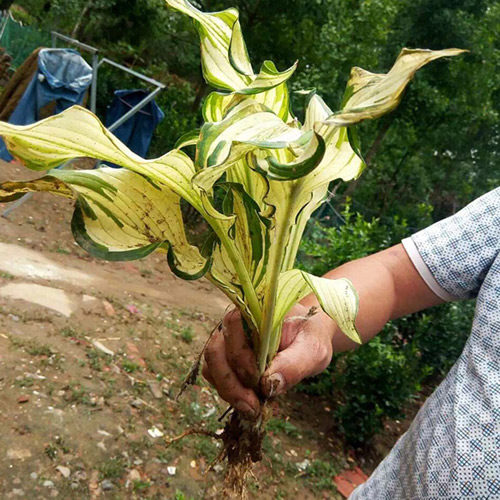 花葉玉簪