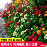 高30公分百日草價(jià)格 百日草種植銷售