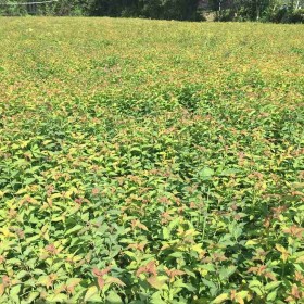 繡線菊批發(fā)價格  30公分繡線菊基地出售