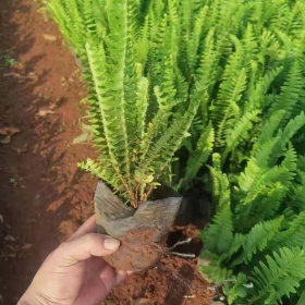 肾蕨袋苗价格 肾蕨杯苗价格 工程用肾蕨苗批发