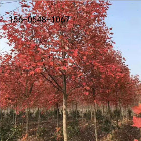 出售3米-4米叢生紅點(diǎn)紅楓4米-5米叢生紅點(diǎn)紅楓