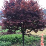 高3米紅楓價(jià)格多少錢一棵 紅楓基地報(bào)價(jià)