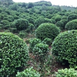 茶花球哪里有賣(mài)  長(zhǎng)沙茶花球基地批發(fā)供應(yīng)