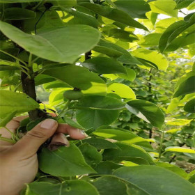 梨树苗哪里有 附近哪里出售梨树苗 哪里有2公分秋月梨树苗