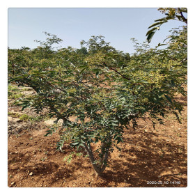 花椒苗适合哪里种植 山地丘陵可种植花椒苗 大红袍花椒苗基地