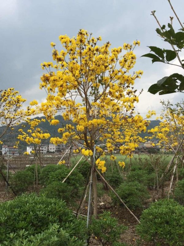 黃花風(fēng)鈴木