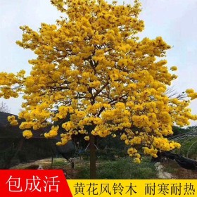 江蘇黃花風(fēng)鈴木種植  黃花風(fēng)鈴木價(jià)格