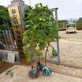 无花果苗多少钱一棵 哪里有卖无花果苗的 波姬红无花果苗哪里有