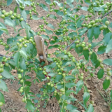 出售酸棗樹苗（陜西西安）哪里出售1年酸棗樹苗