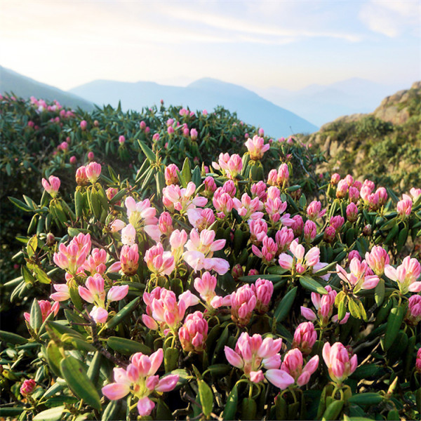 高山杜鹃