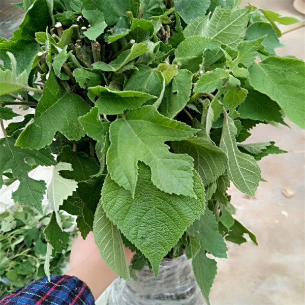 基地供应 构树 速生易繁殖城乡绿化构树小苗荒山坡地绿化防护林