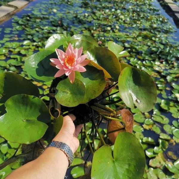 睡蓮苗批發--睡蓮苗花色多--睡蓮種植方法