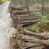 大叶女贞小苗价格 基地3/4公分大叶女贞