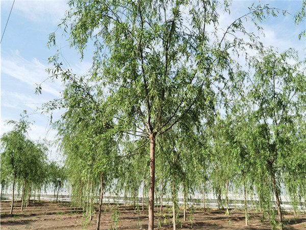 垂柳價格 垂柳圖片 垂柳產地 垂柳綠化苗木苗圃基地