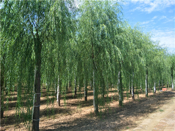 山东柳树基地图片