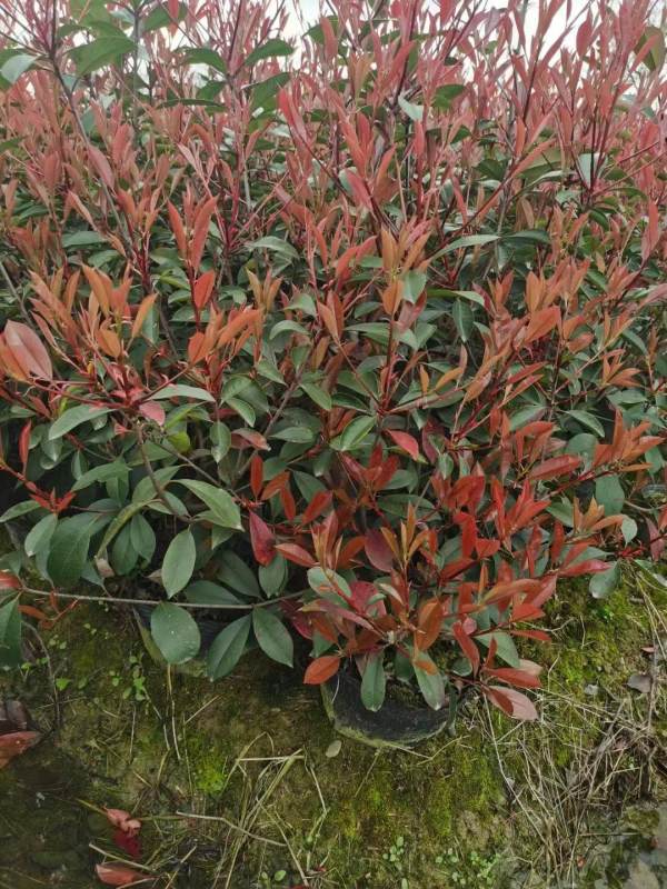 *茶花之乡,主要种植道路小区绿化的色块苗木,有红花继木,红叶石楠