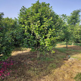 山茶花樹苗批發(fā) 山茶樹苗種植 苗圃批發(fā)